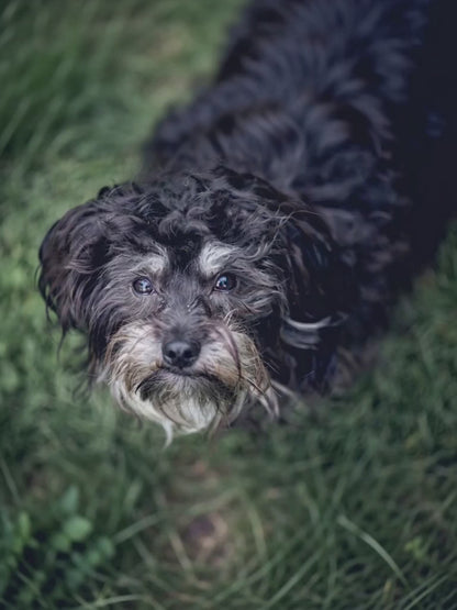 Custom Pet Memorial Portrait